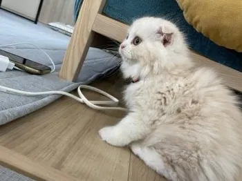R.H 様のお迎えした子猫