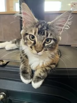 J.Y 様のお迎えした子猫