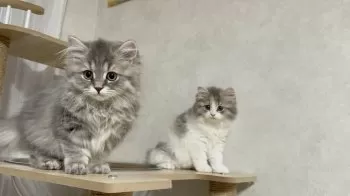 A.H 様のお迎えした子猫