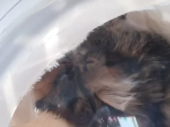 S.O 様のお迎えした子猫