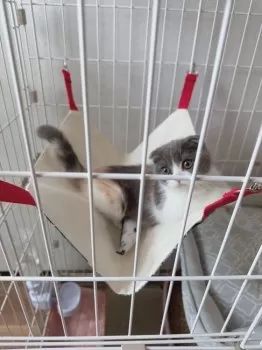 にか 様のお迎えした子猫