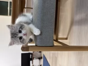 kurihara 様のお迎えした子猫