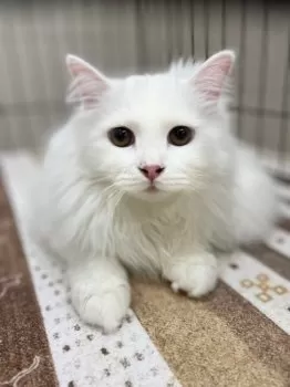 ぷう 様のお迎えした子猫