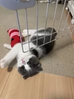 Y.T 様のお迎えした子猫