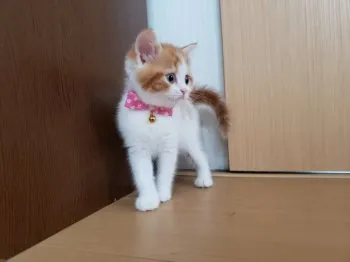 なが 様のお迎えした子猫