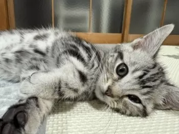 あいたま 様のお迎えした子猫