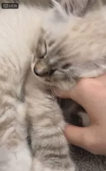 A.W 様のお迎えした子猫