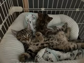S.A 様のお迎えした子猫