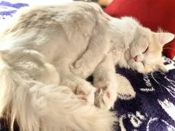 ラクレットチーズ 様のお迎えした子猫