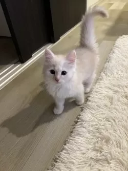 2yan 様のお迎えした子猫
