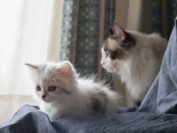 ビビ 様のお迎えした子猫