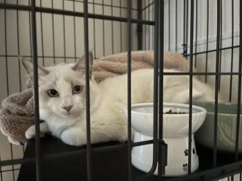 NN 様のお迎えした子猫