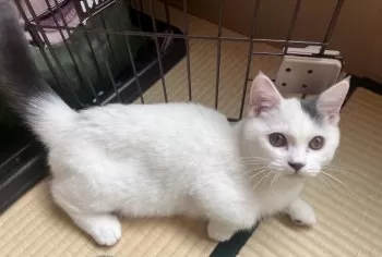 さとう 様のお迎えした子猫