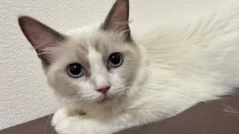 める 様のお迎えした子猫