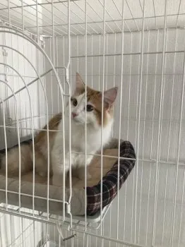 つーさん 様のお迎えした子猫