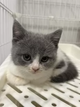 aya 様のお迎えした子猫
