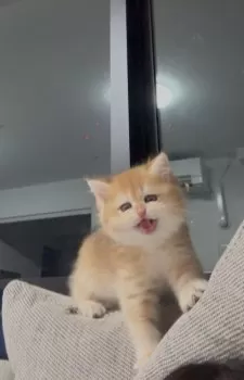 U.K 様のお迎えした子猫