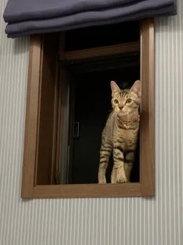 Y.T 様のお迎えした子猫
