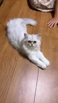 M.N 様のお迎えした子猫