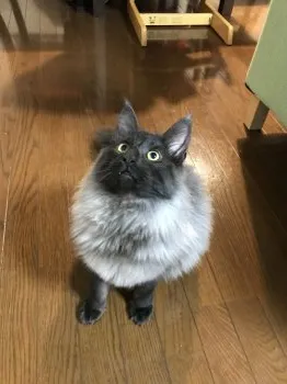 たくや 様のお迎えした子猫