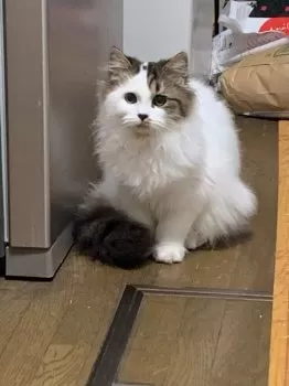 風花 様のお迎えした子猫