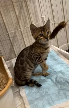 Y.N 様のお迎えした子猫