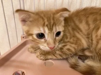 ちーたん 様のお迎えした子猫