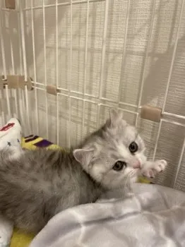 M.T 様のお迎えした子猫