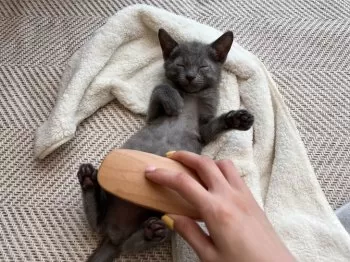 H.M 様のお迎えした子猫