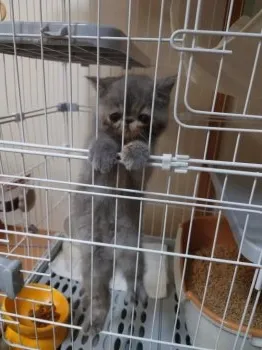 K.I 様のお迎えした子猫