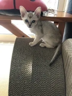 ナオ 様のお迎えした子猫