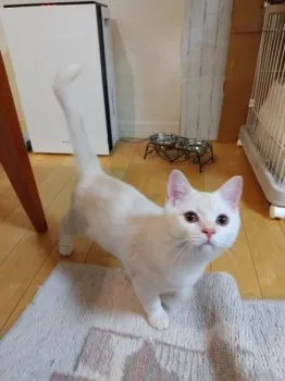 Kiki 様のお迎えした子猫