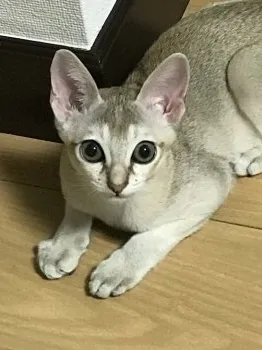 ユキダルマン 様のお迎えした子猫