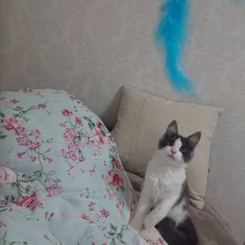 yucca 様のお迎えした子猫