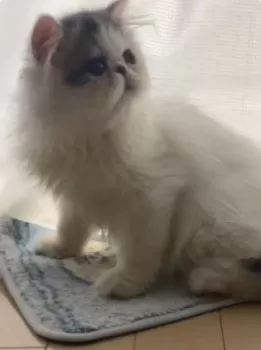 E.O 様のお迎えした子猫
