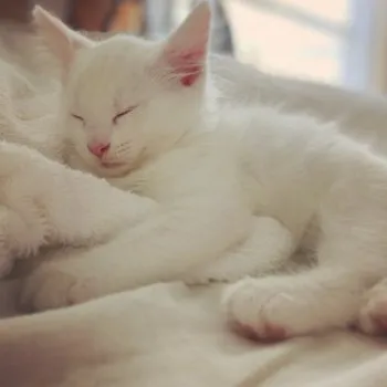 MT 様のお迎えした子猫