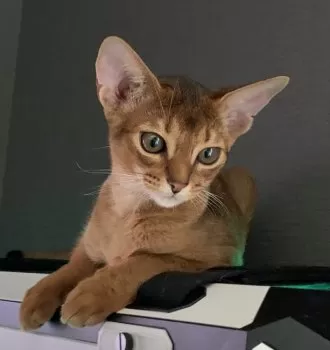 ms 様のお迎えした子猫