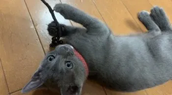 Ｙ 様のお迎えした子猫