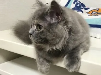 めいちゃん 様のお迎えした子猫
