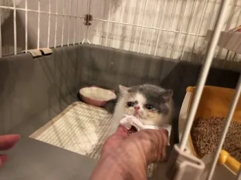 るけ 様のお迎えした子猫