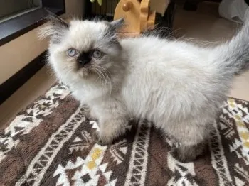 R.F 様のお迎えした子猫