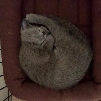 H.I 様のお迎えした子猫