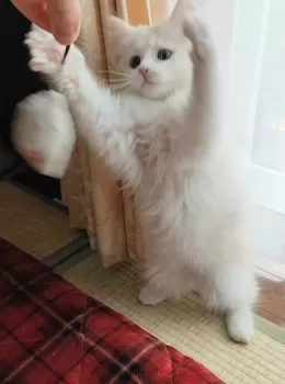 ゆら 様のお迎えした子猫