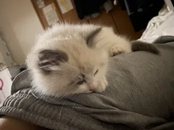 ティノ 様のお迎えした子猫