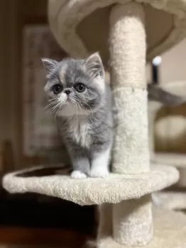 A.T 様のお迎えした子猫