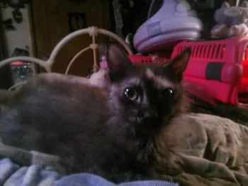 mm 様のお迎えした子猫