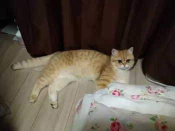 A.T 様のお迎えした子猫
