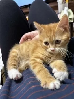 プリ 様のお迎えした子猫
