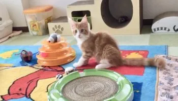 宇藤 直喜 様のお迎えした子猫