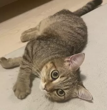 ひろみ 様のお迎えした子猫